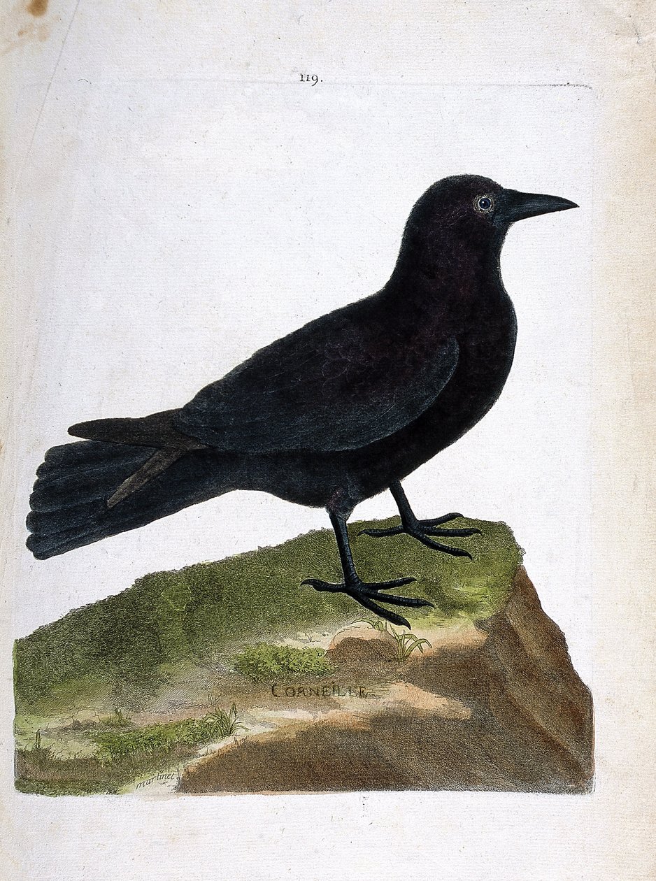 Zoologische Tafel (Ornithologie): Die Krähe (Corvus corone). Illustration in „Die Geschichte der Vögel“ von Francois Nicolas Martinet (1731-1800). Private Sammlung. von Francois Nicolas Martinet