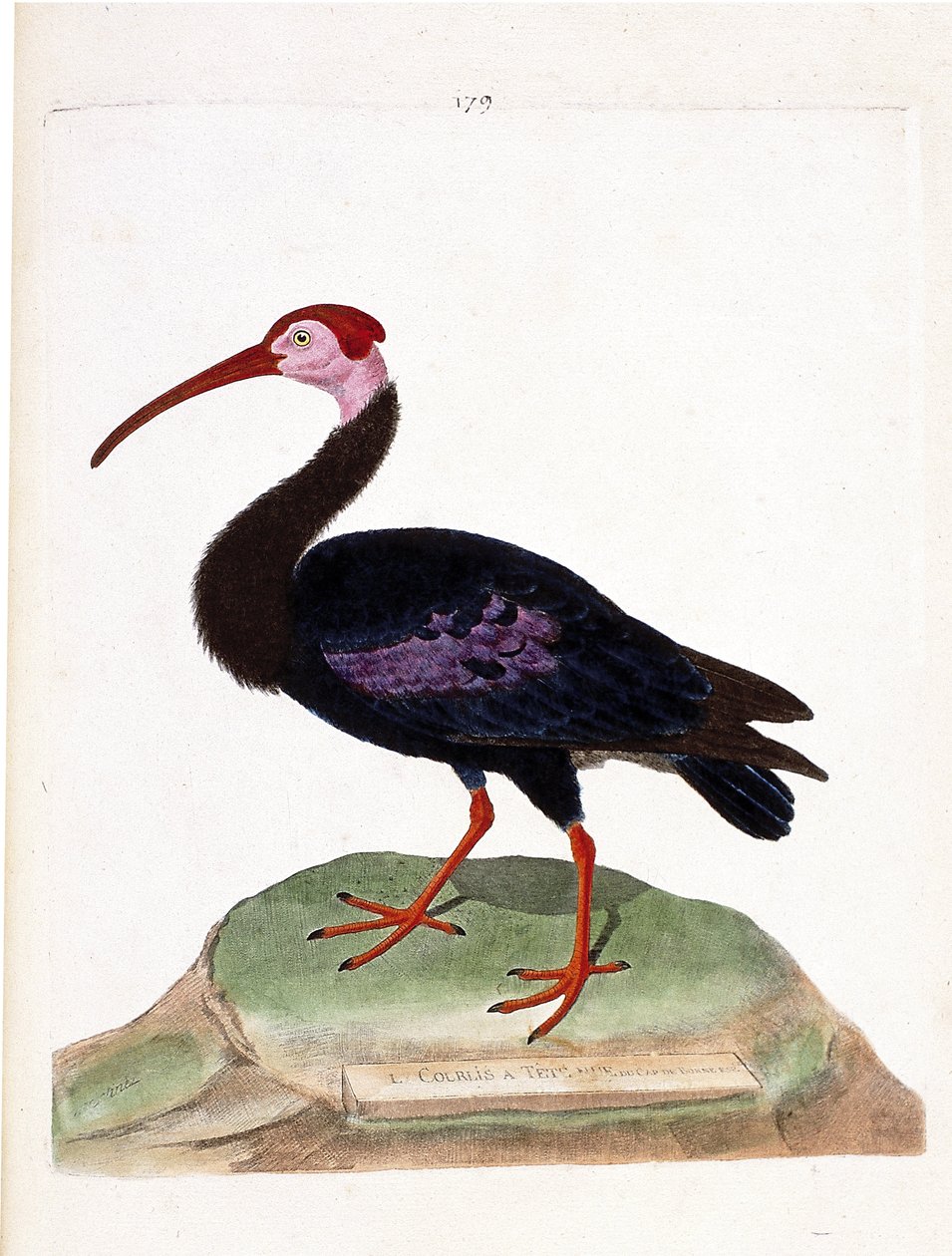 Zoologische Tafel (Ornithologie): Der Kahlkopfibis (Geronticus calvus). Illustration in „Die Geschichte der Vögel“ von Francois Nicolas Martinet (1731-1800). Private Sammlung. von Francois Nicolas Martinet