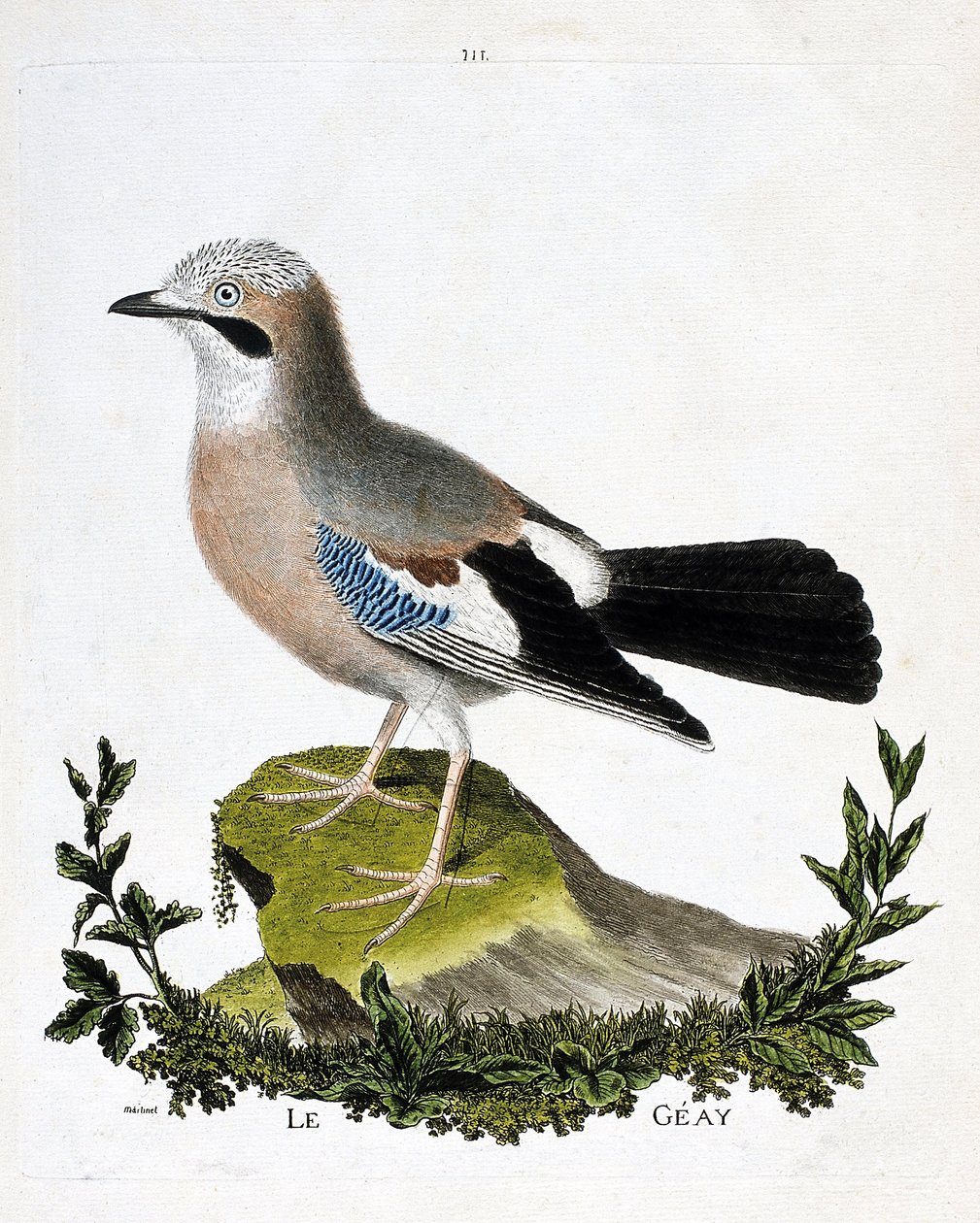 Zoologische Tafel (Ornithologie): Der Eichelhäher (Garrulus glandarius). Illustration in „Die Geschichte der Vögel, gemalt in ihren erscheinenden und empfindlichen Aspekten“ von Francois Nicolas Martinet (1731-1800). Private Sammlung von Francois Nicolas Martinet