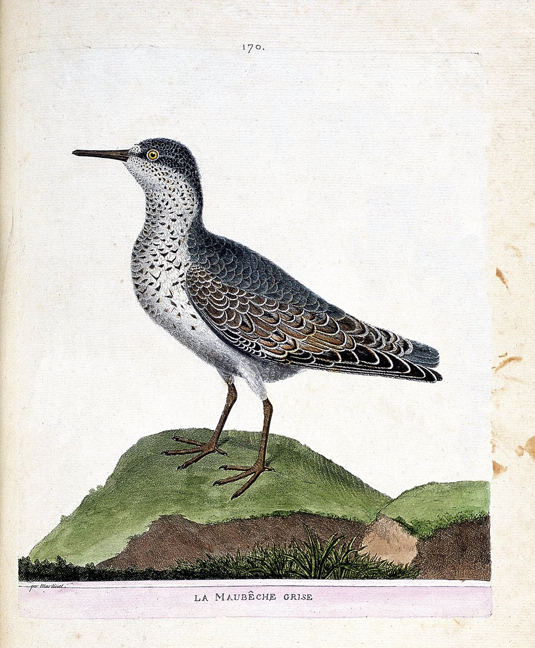 Zoologische Tafel (Ornithologie): Der Graue Strandläufer (Purpurstrandläufer oder Calidris maritima). Illustration in „Die Geschichte der Vögel, gemalt in ihren erscheinenden und empfindlichen Aspekten“ von Francois Nicolas Martinet (1731-1800). von Francois Nicolas Martinet