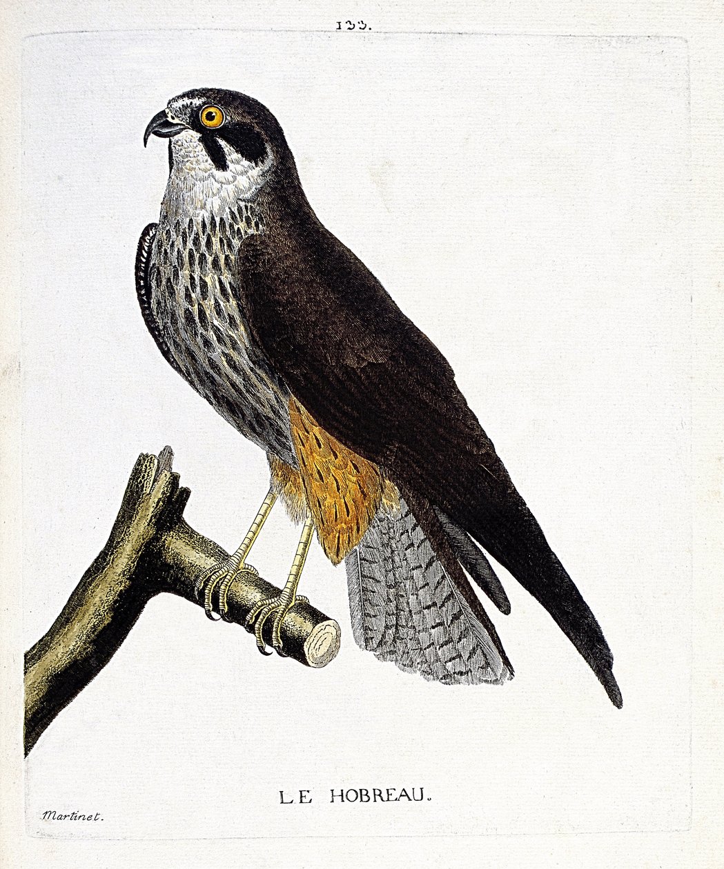 Zoologische Tafel (Ornithologie): Der Hobreau (Falkenfalke oder Falco subbuteo) auf einem Ast. Illustration in „Die Geschichte der Vögel, gemalt in ihren erscheinenden und empfindlichen Aspekten“ von Francois Nicolas Martinet (1731-1800). Private Sammlung von Francois Nicolas Martinet