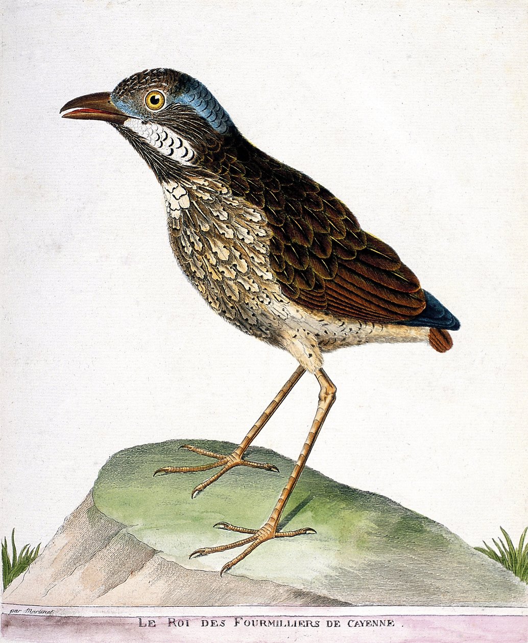 Zoologische Tafel (Ornithologie): Der König der Viertausend von Cayenne (Grallaria varia). Illustration in „Die Geschichte der Vögel, gemalt in ihren erscheinenden und empfindlichen Aspekten“ von Francois Nicolas Martinet (1731-1800). Private Sammlung von Francois Nicolas Martinet