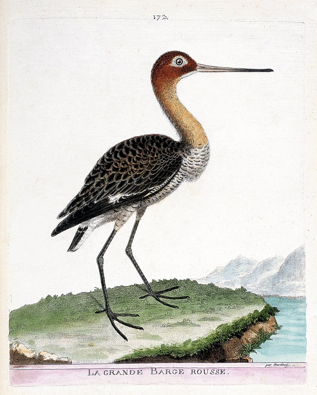 Zoologische Tafel (Ornithologie): Der Große Brachvogel (Limosa limosa). Illustration in „Die Geschichte der Vögel, gemalt in ihren erscheinenden und empfindlichen Aspekten“ von Francois Nicolas Martinet (1731-1800). Private Sammlung. von Francois Nicolas Martinet