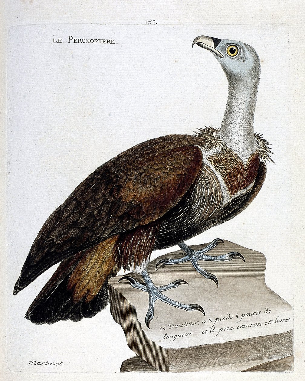 Zoologische Tafel (Ornithologie): Der Percnoptere (Gyps fulvus). Illustration in „Die Geschichte der Vögel“ von Francois Nicolas Martinet (1731-1800). Private Sammlung. von Francois Nicolas Martinet