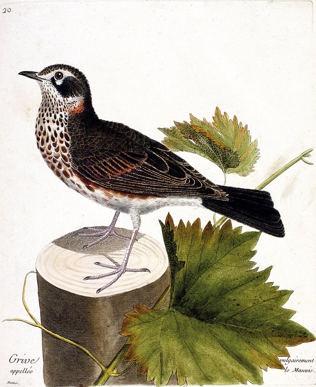 Zoologische Tafel (Ornithologie): Die Drossel (Turdus iliacus) auf einem Baumstamm. Illustration in „Die Geschichte der Vögel“ von Francois Nicolas Martinet (1731-1800). von Francois Nicolas Martinet