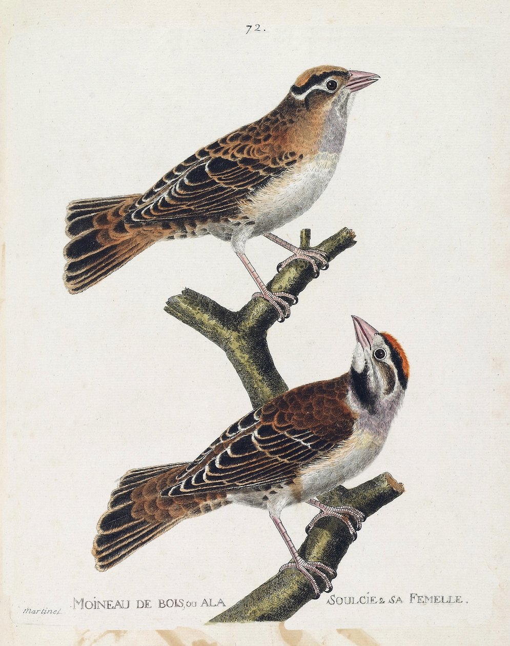 Zoologische Tafel (Ornithologie): Der Waldsperling oder der Entlastungssperling (Hudson-Sperling oder Spizea arborea) und sein Weibchen (entlasteter Sperling oder Petronia petronia). Illustration in „Die Geschichte der Vögel, gemalt in ihren erscheinenden  von Francois Nicolas Martinet