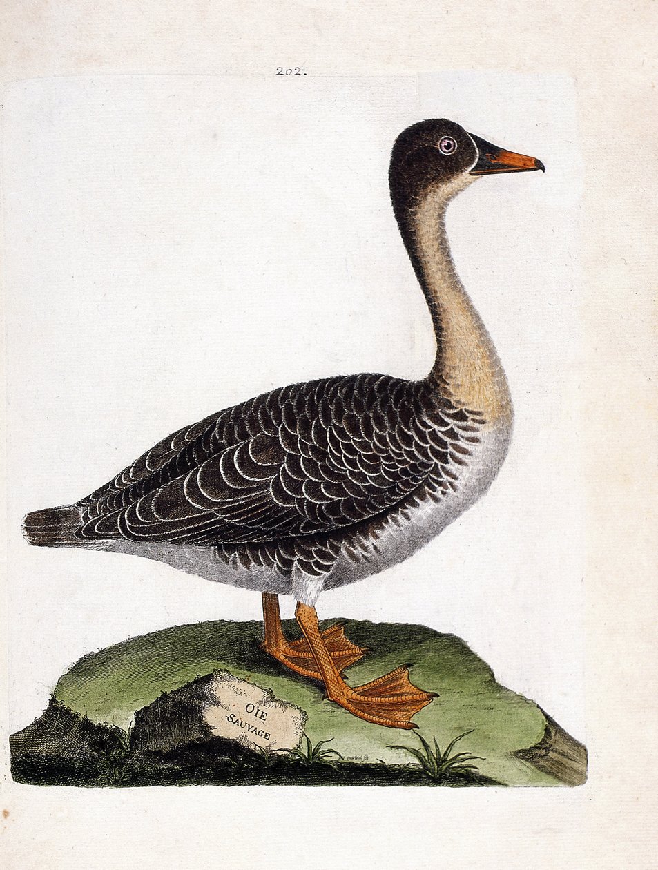 Zoologische Tafel (Ornithologie): Die Saatgans (Anser fabalis). Illustration in „Die Geschichte der Vögel, gemalt in ihren erscheinenden und empfindlichen Aspekten“ von Francois Nicolas Martinet (1731-1800). Private Sammlung. von Francois Nicolas Martinet