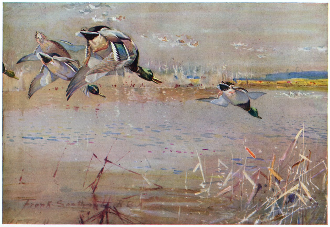 Stockenten, die von einem Falken gejagt werden, Illustration aus 