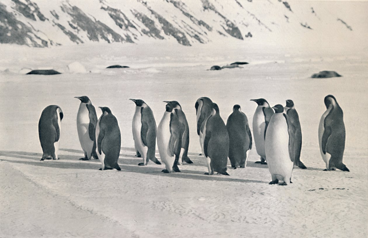 Kaiserpinguine, 1911, 1913 von Frank Debenham