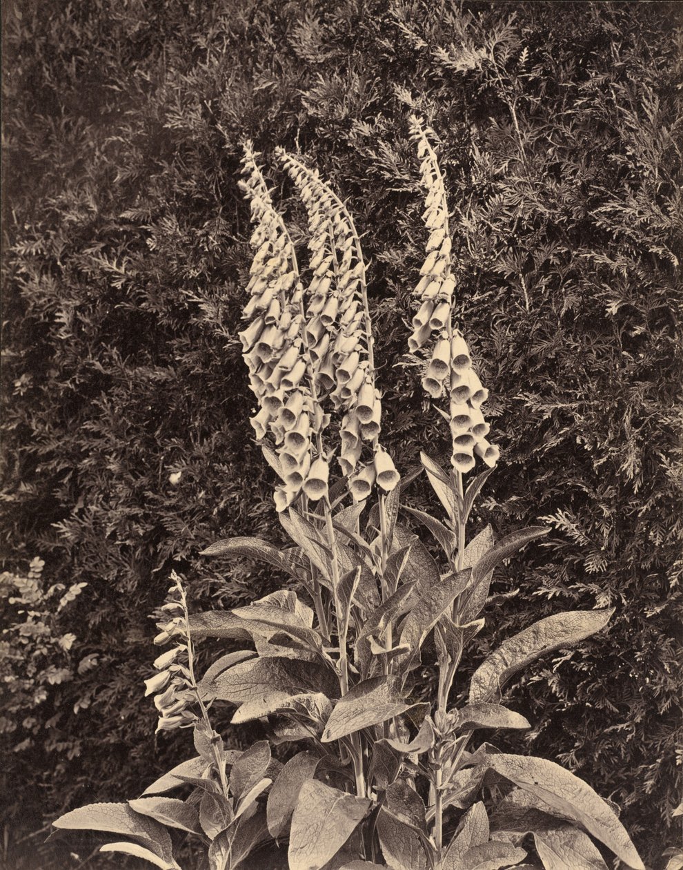 Fingerhüte, um 1860er von Frank Mason Good