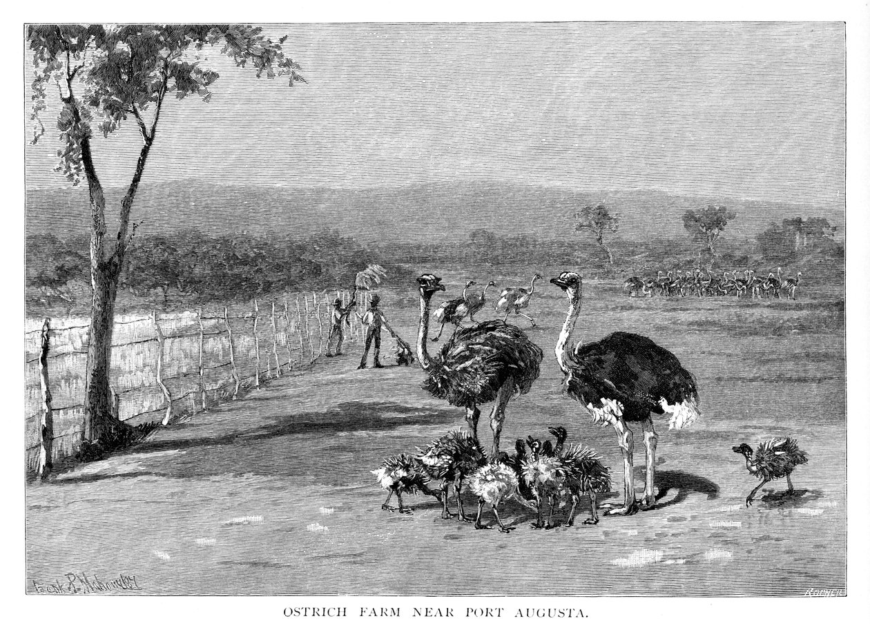 Straußenfarm in der Nähe von Port Augusta, Südaustralien von Frank P. Mahony