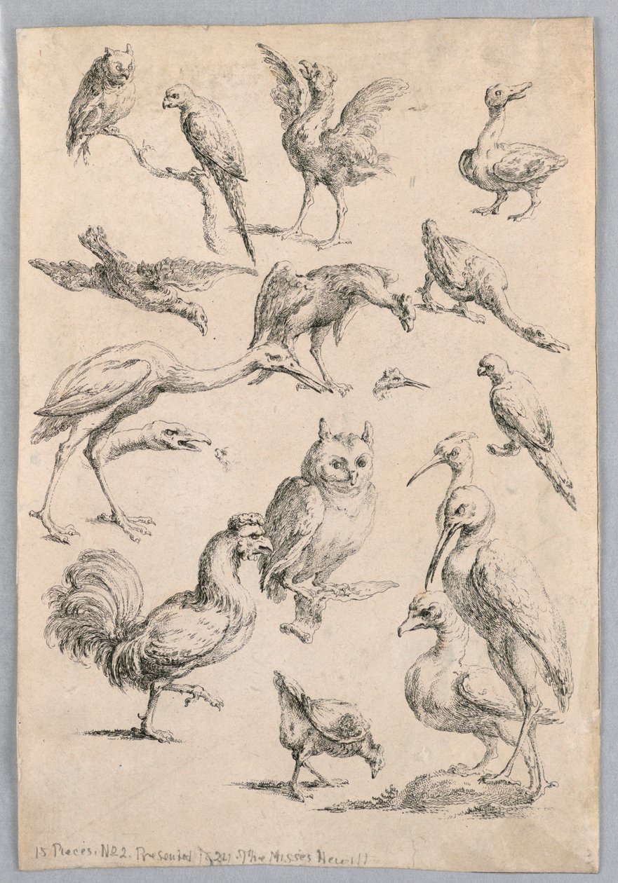 Vogelsammlung, aus dem "Recueil de differentes études d