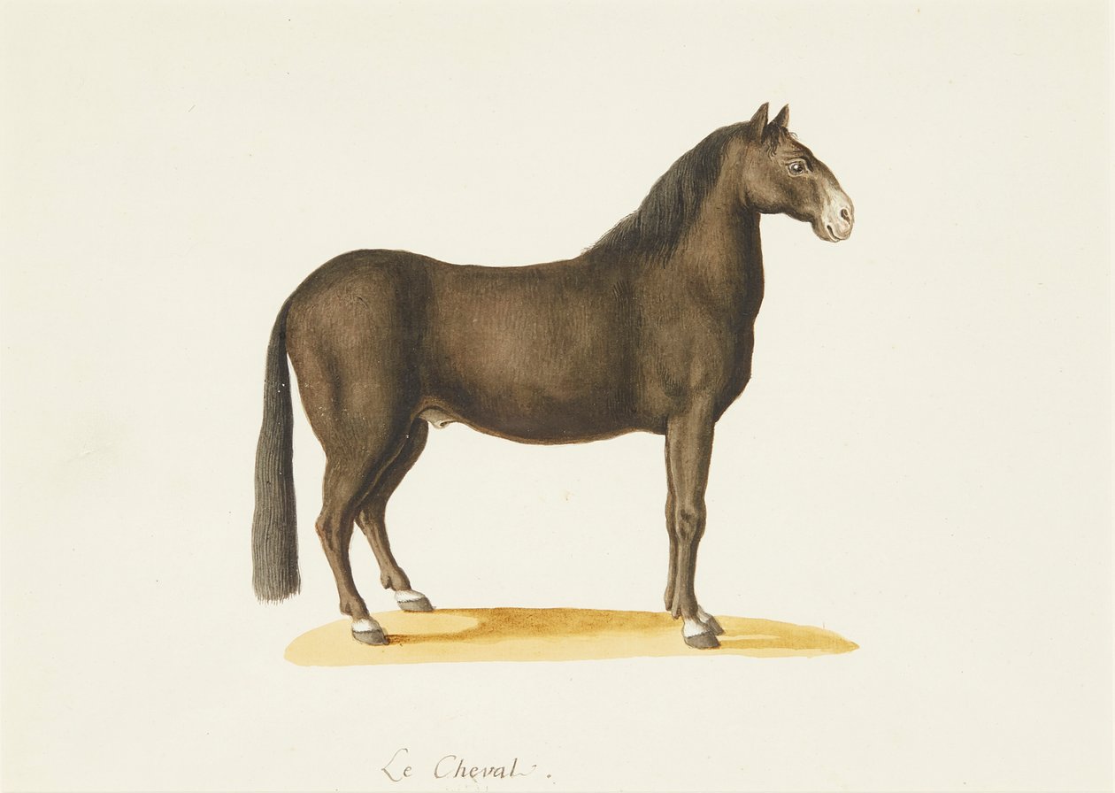 Das Pferd von Franz Anton von (attr.to) Scheidel