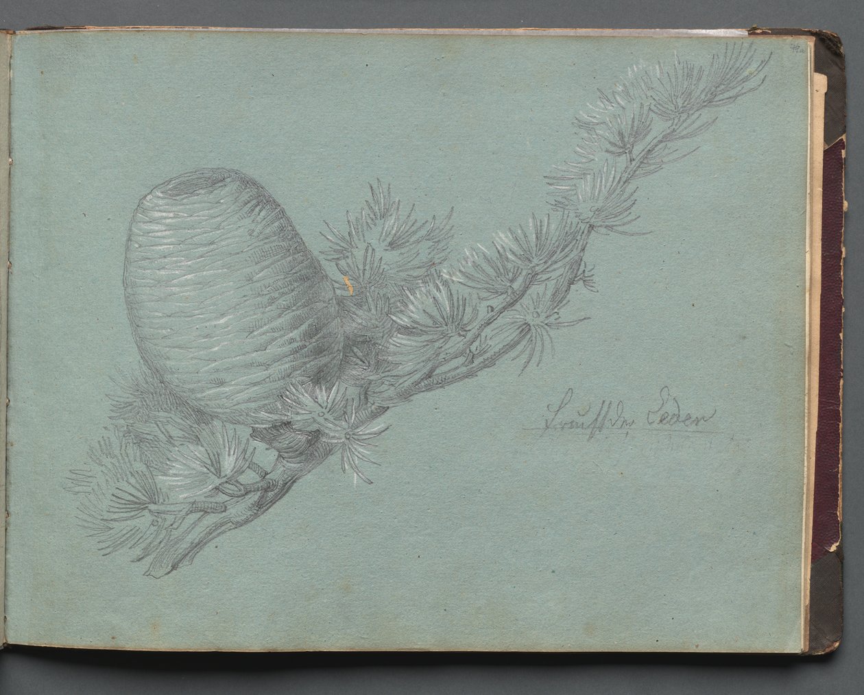 Album mit Ansichten von Rom und Umgebung, Landschaftsstudien, Seite 49a: Studie eines immergrünen... von Franz Johann Heinrich Nadorp