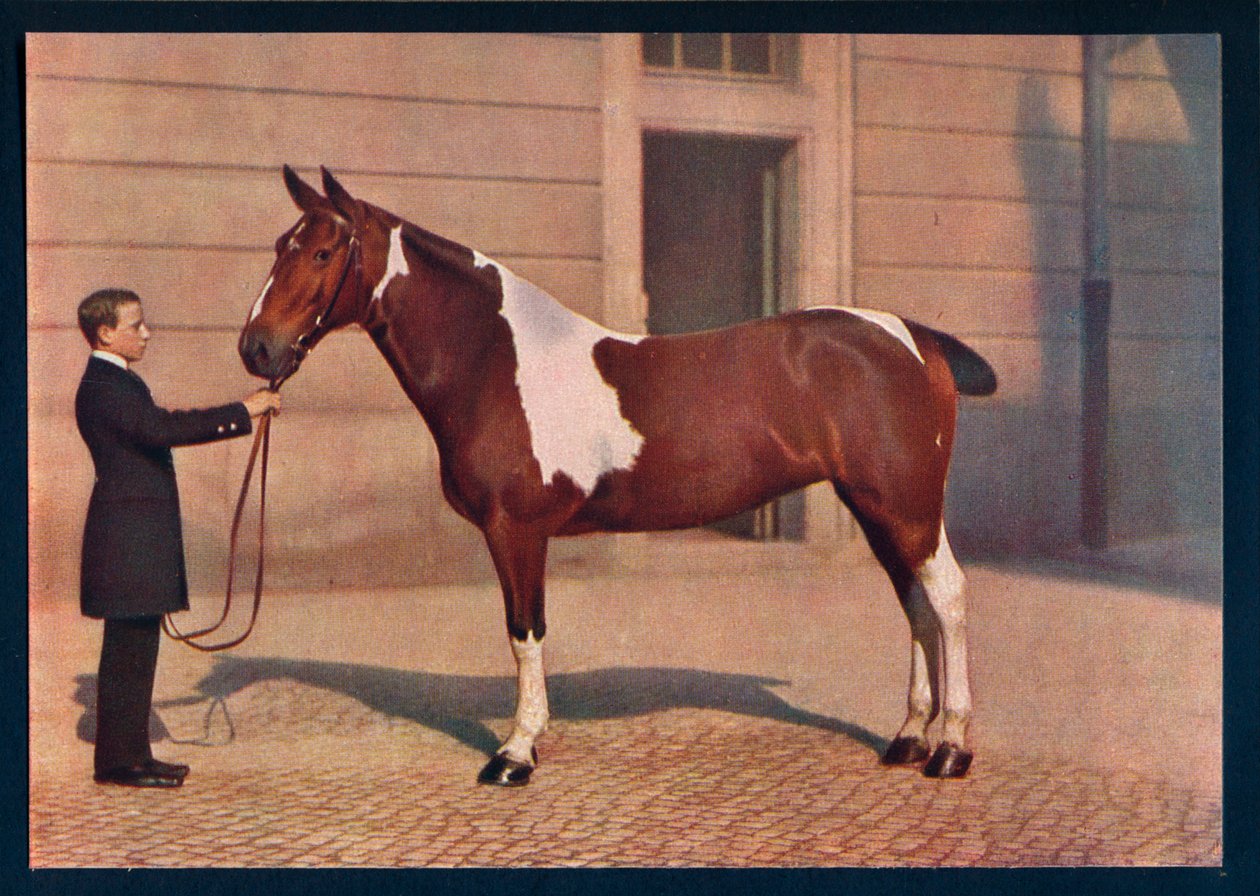 Ein Foto eines Pferdes aufgenommen mit einem Zeiss Tessar-Objektiv, ca. 1908 von Franz Kuhn