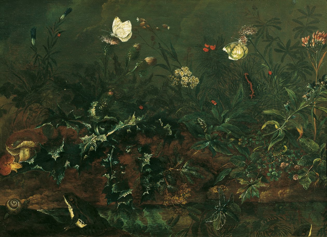 Rasenstück mit Distel, Fröschen und Libelle von Franz Michael Siegmund von Purgau d. Ä.