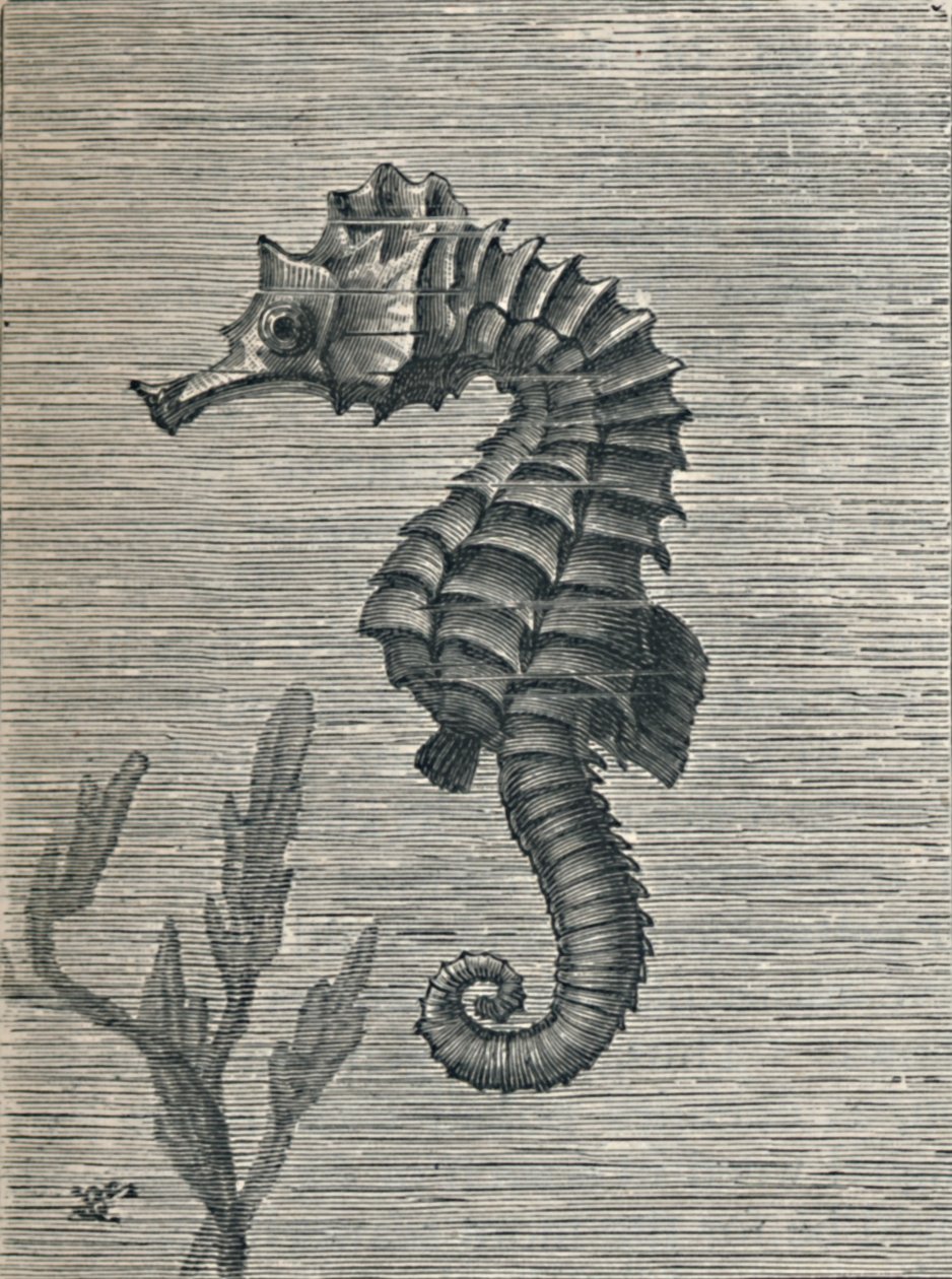 Das Seepferdchen, unverhüllt, ruhig schwimmend, um 1900-1910 von Fred Enock
