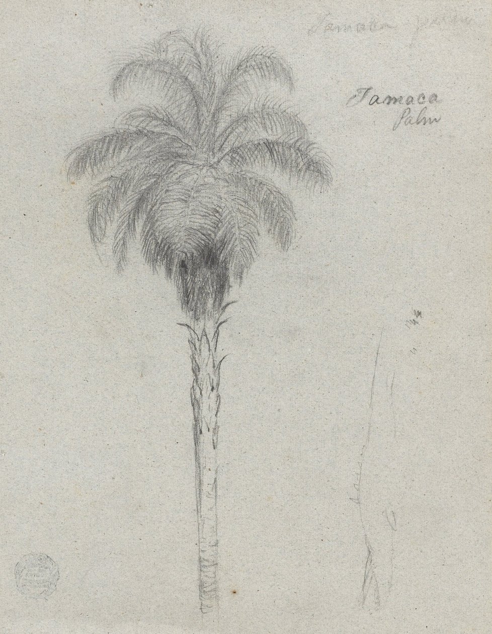 Botanische Skizze mit zwei Ansichten der Tamaca-Palme von Frederic Edwin Church