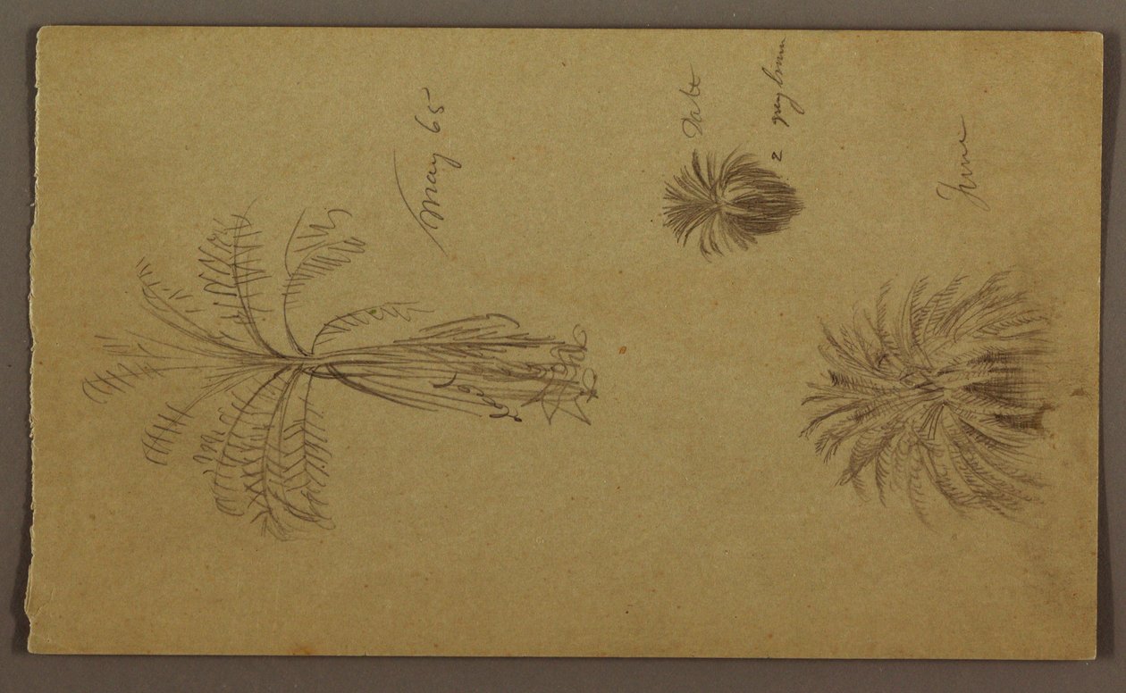 Zeichnung, Botanische Skizzen von Frederic Edwin Church