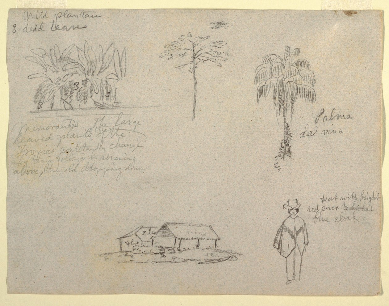Zeichnung, Botanische Skizzen, 1853 von Frederic Edwin Church
