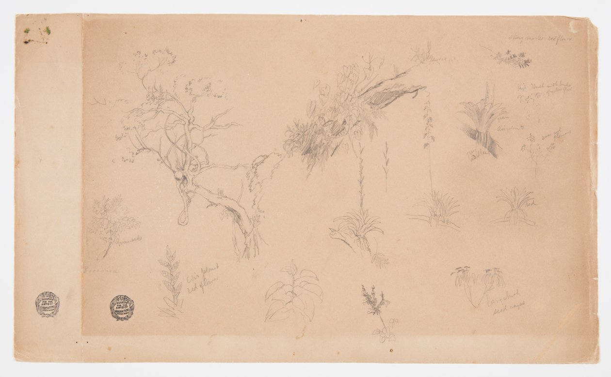 Eine Gruppe von dreizehn botanischen Studien aus Kolumbien oder Ecuador von Frederic Edwin Church