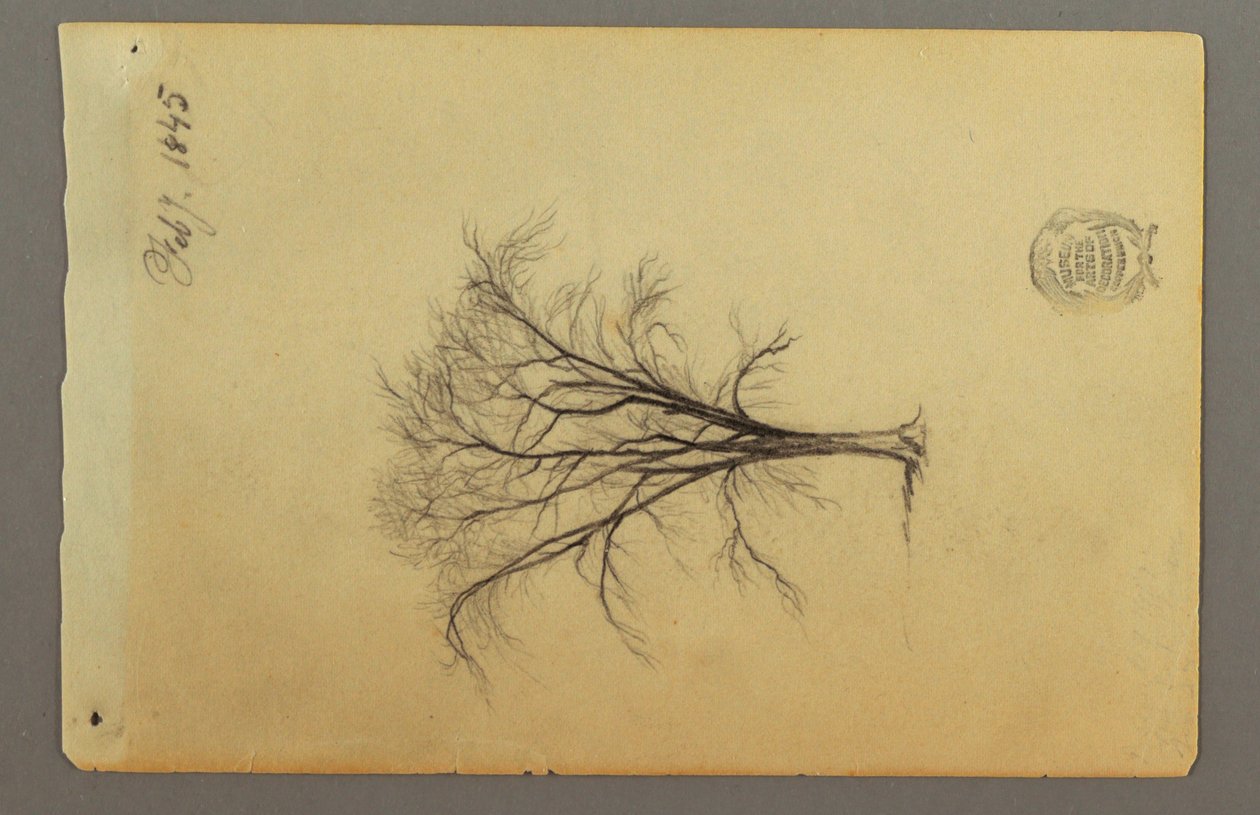 Zeichnung, Ein blattloser Baum, Februar 1845 von Frederic Edwin Church