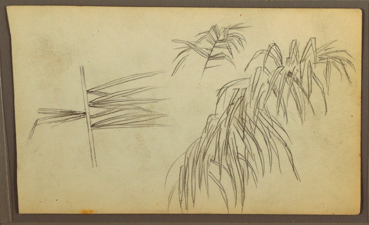Botanische Skizzen, 1857 von Frederic Edwin Church