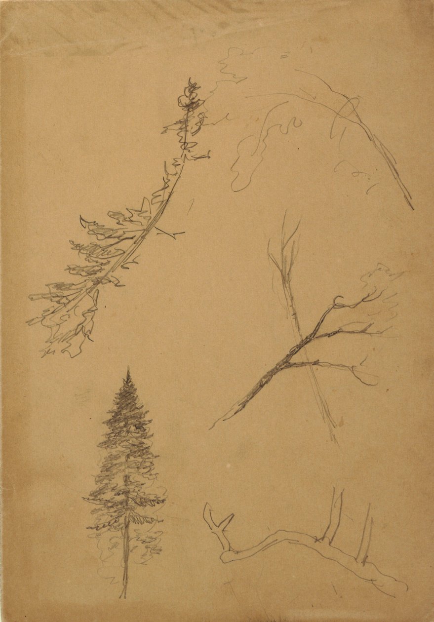Botanische Skizzen, 1888 von Frederic Edwin Church