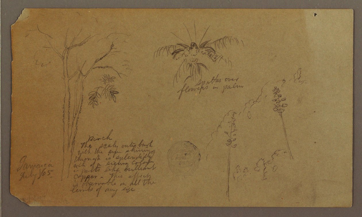 Botanische Skizzen, Juli 1865 von Frederic Edwin Church