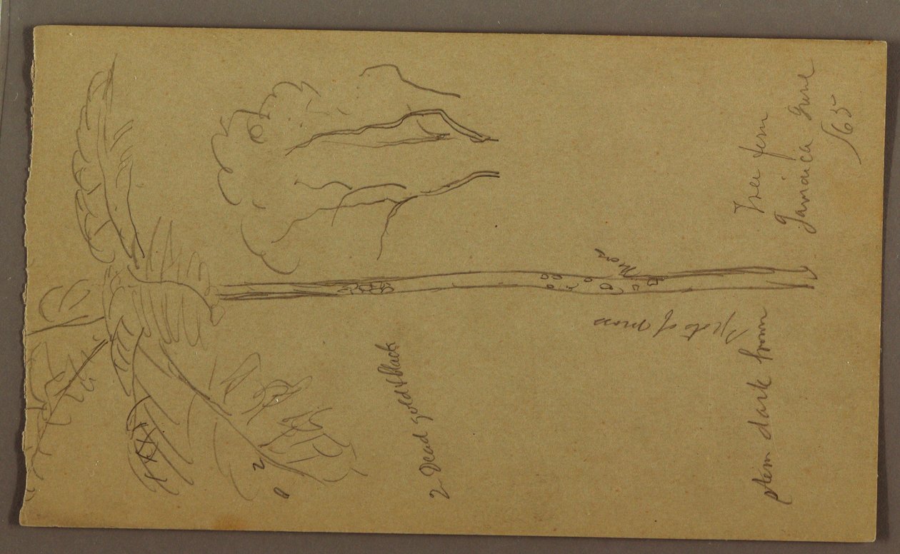 Botanische Skizzen, Juni 1865 von Frederic Edwin Church