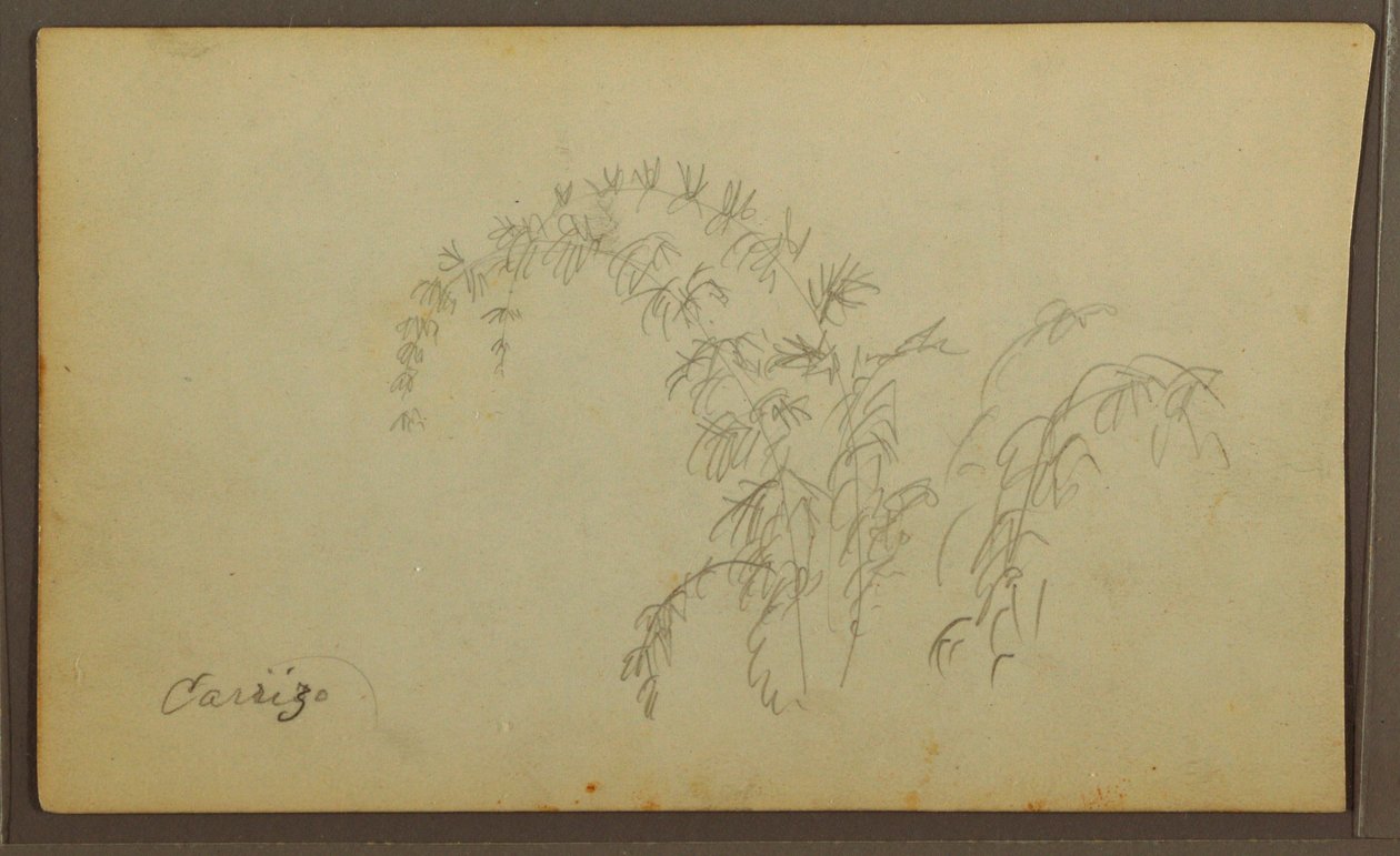 Zeichnung, Botanische Skizzen; Rückseite: Botanische Skizzen, 1857 von Frederic Edwin Church
