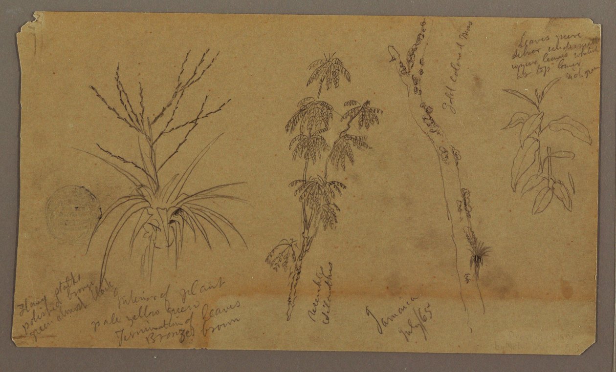 Zeichnung, Botanische Skizzen; Rückseite: Wolken, Juli 1865 von Frederic Edwin Church