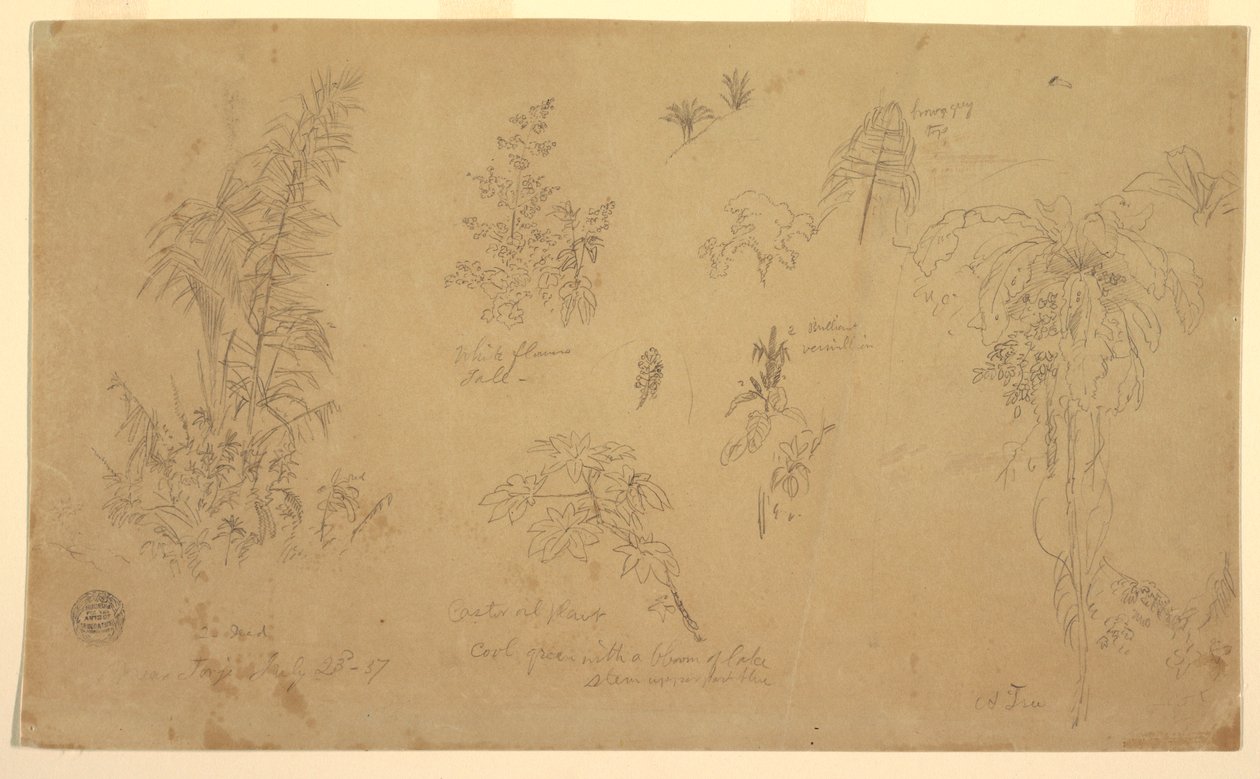 Botanische Skizzen, "nahe Jorje", 23. Juli 1857 von Frederic Edwin Church