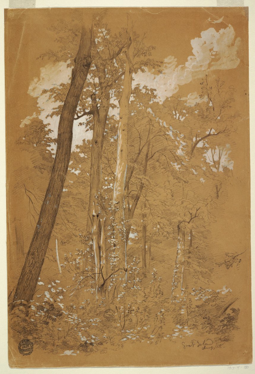 Zeichnung, Kastanienbäume auf Goat Island, Niagara River, New York, August 1858 von Frederic Edwin Church