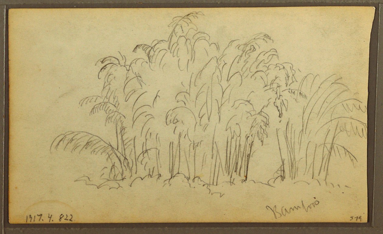 Zeichnung, Kühe in Landschaft; Rückseite: Bambus, 1857 von Frederic Edwin Church