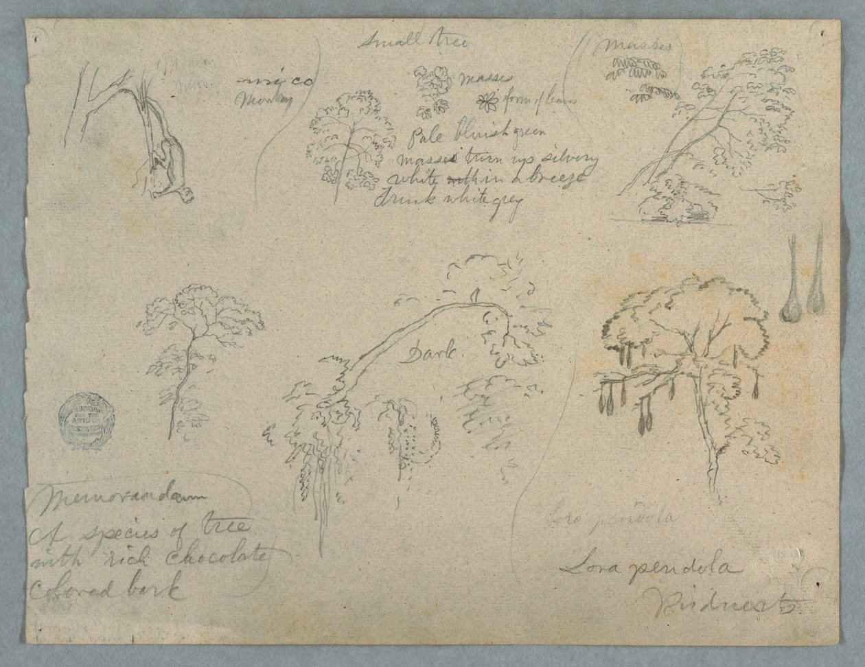Fünf botanische Studien mit einem hängenden Affen, wahrscheinlich Kolumbien, 1853 von Frederic Edwin Church