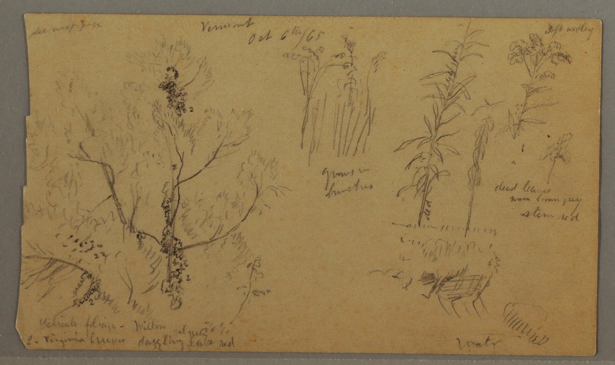 Flora-Studien, 6. Oktober 1865 von Frederic Edwin Church