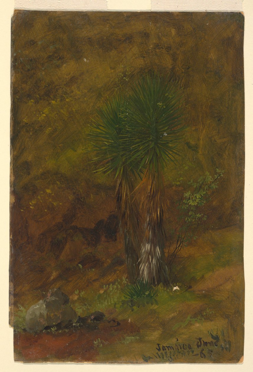Palmen, Juli 1865 von Frederic Edwin Church