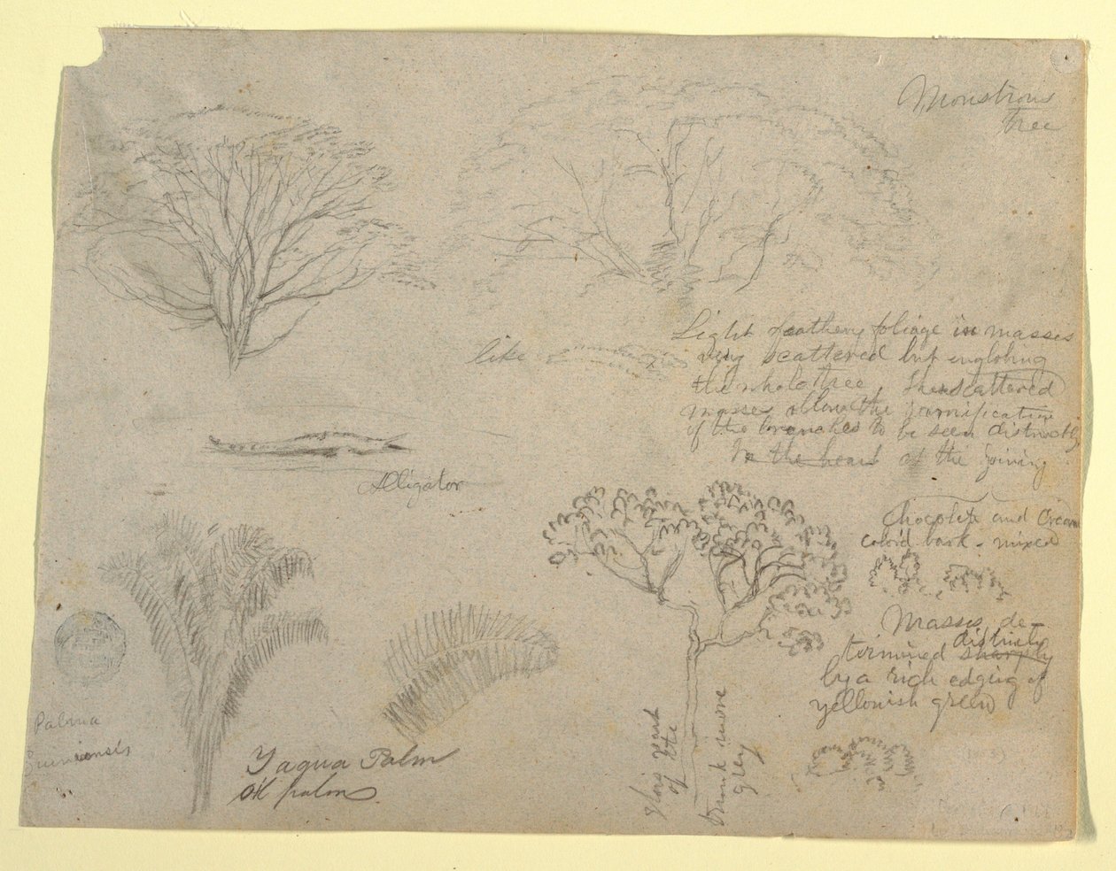Serie botanischer Studien einschließlich eines Alligators und eines monströsen Baumes, gesehen vom Rio Magdalena, Kolumbien, 1853 von Frederic Edwin Church