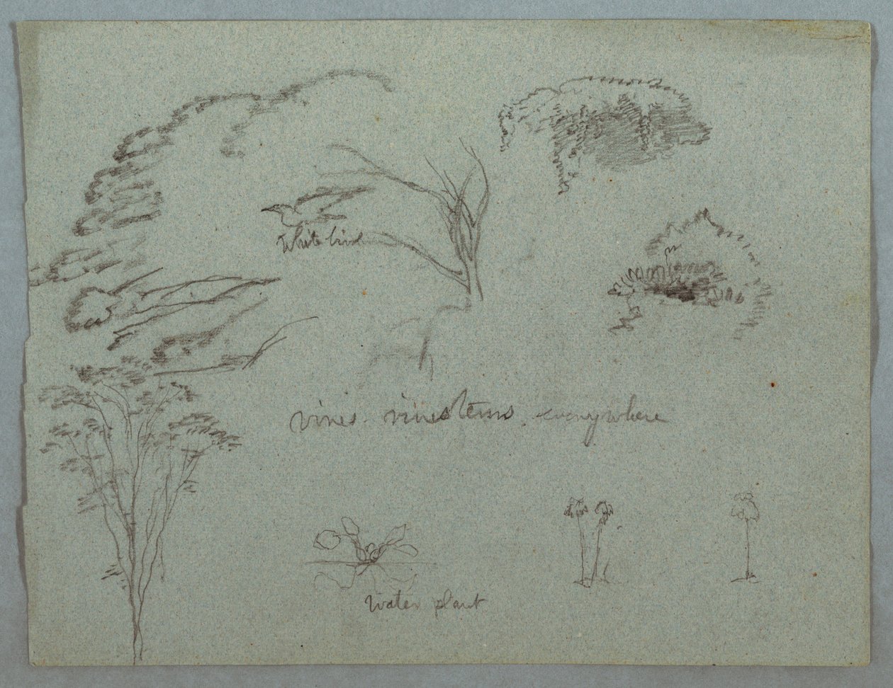 Studien vom Rio Magdalena, Kolumbien: Baumwipfel, fliegender weißer Vogel, Ranken und drei blühende Pflanzen, 1853, wahrscheinlich Mai von Frederic Edwin Church