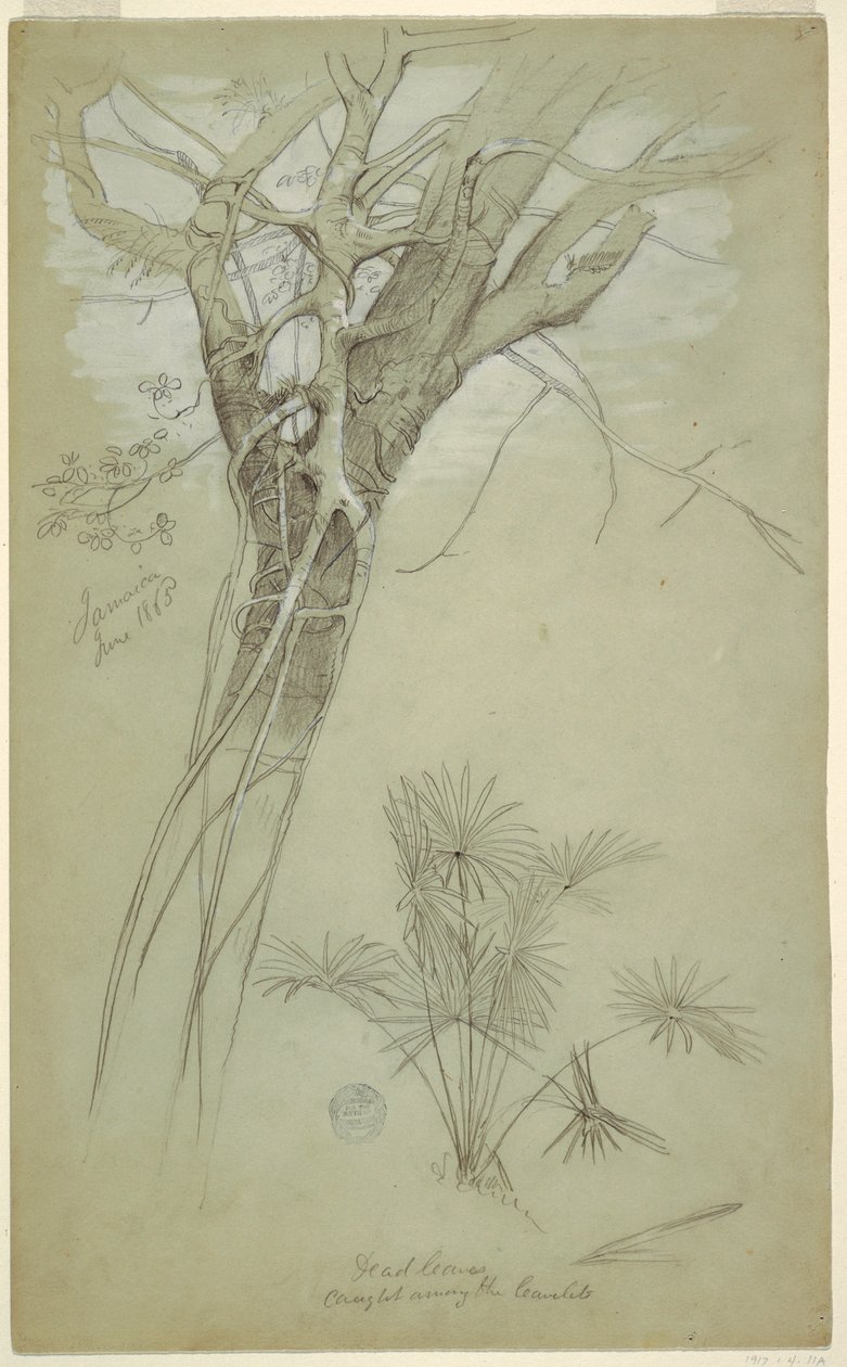 Studie von Baumstamm, Schmarotzerpflanze und Palmenpflanze, Jamaika, Juni 1865 von Frederic Edwin Church