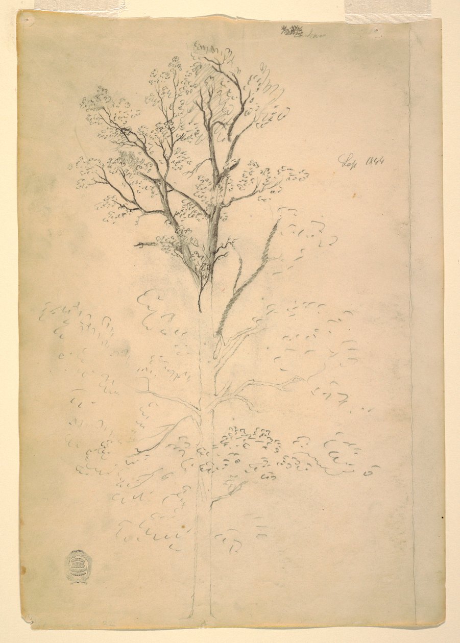 Baum, September 1844 von Frederic Edwin Church
