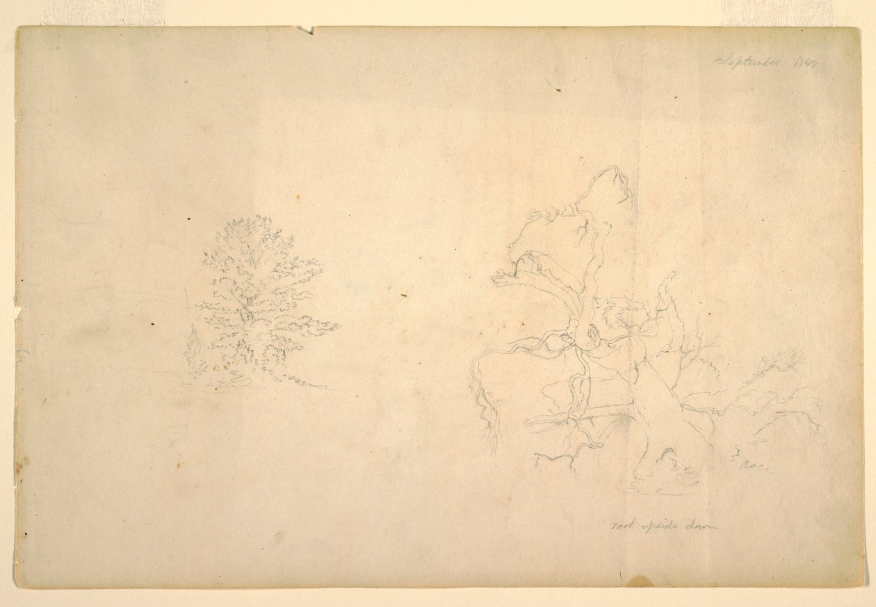 Zeichnung, Baum und toter Baumstamm, September 1844 von Frederic Edwin Church