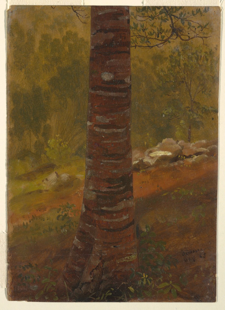 Zeichnung, Baumstamm, Mai 1865 von Frederic Edwin Church