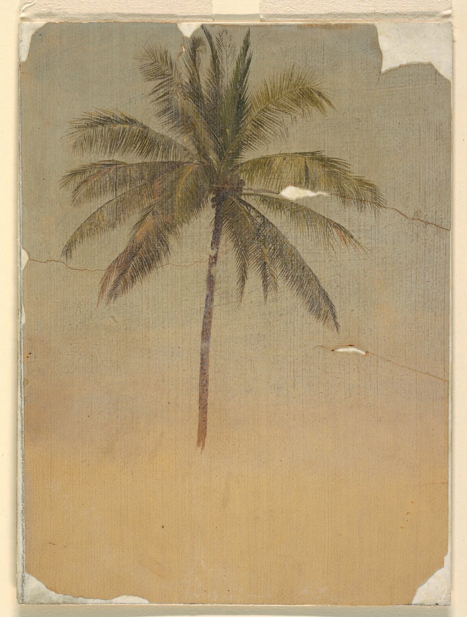Stamm und Spitze einer Palme, 1865 von Frederic Edwin Church