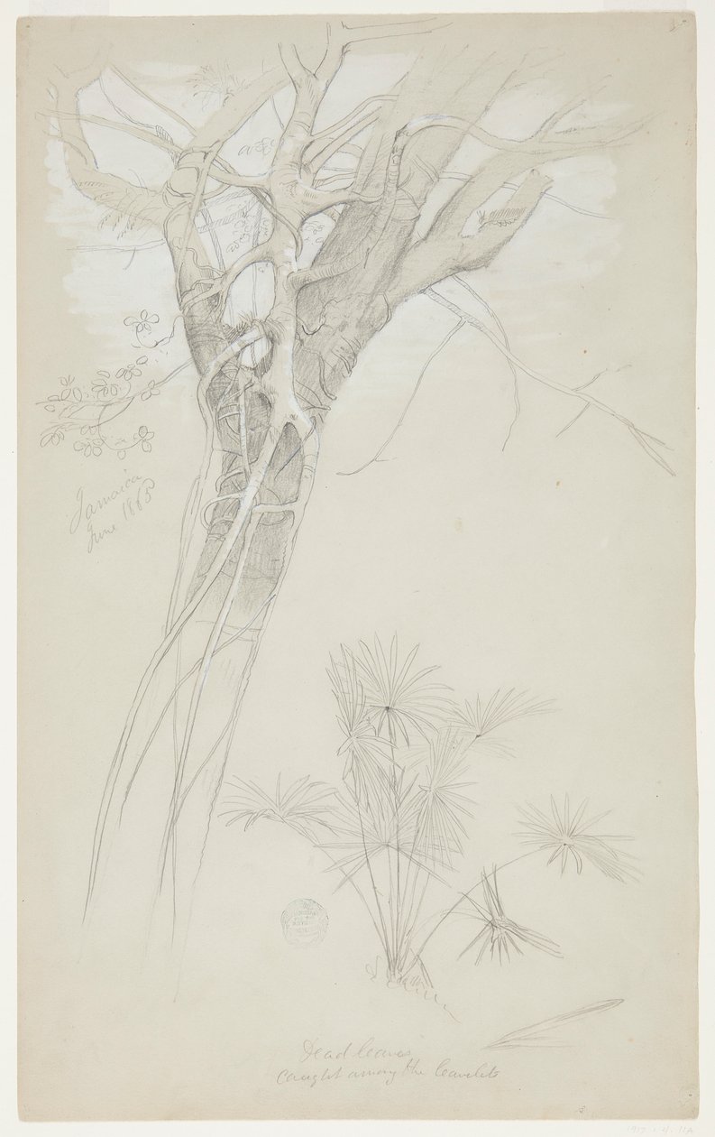 Studie eines Baumstamms, Schmarotzerpflanze und Palmenpflanze, Jamaika von Frederic Edwin Church