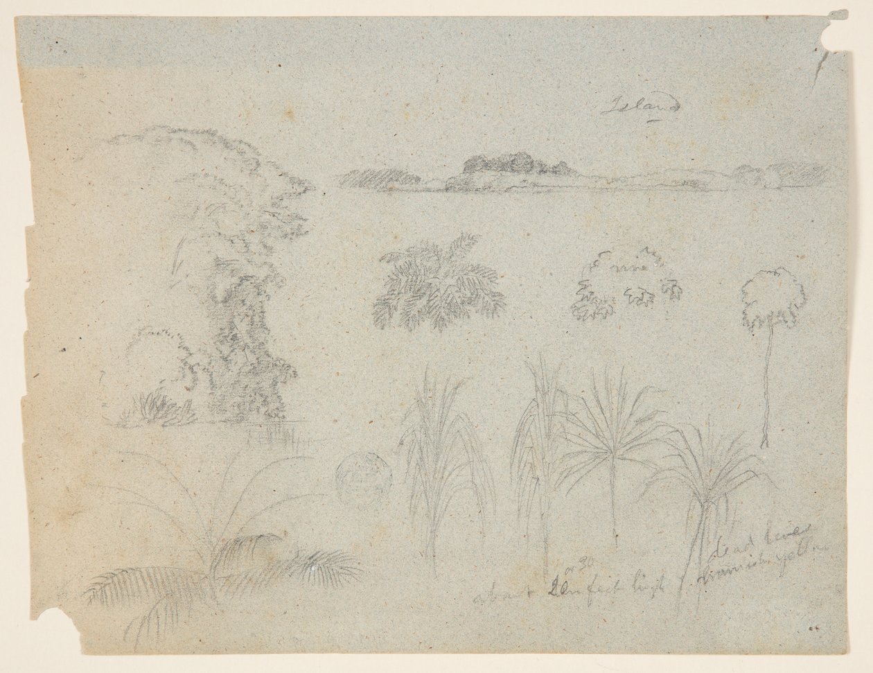 Studie mit Baumwipfeln, Bäumen, fünf Pflanzendesigns und einer fernen Insel von Frederic Edwin Church