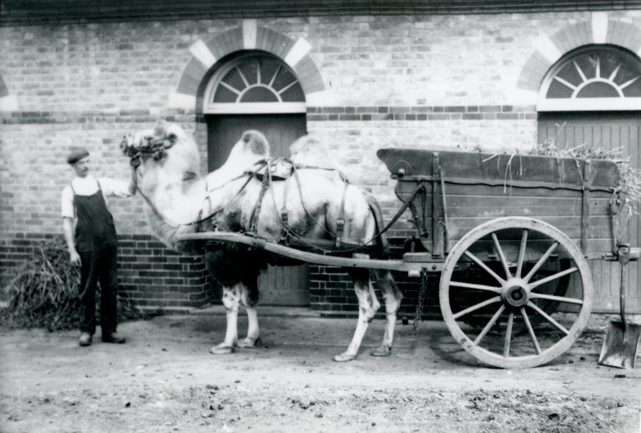 Ein baktrisches Kamel zieht einen Dungwagen im Londoner Zoo, 1913 von Frederick William Bond