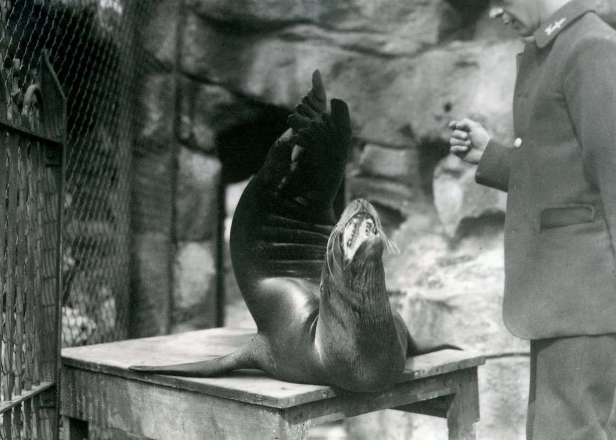 Ein kalifornischer Seelöwe tritt für seinen Wärter im Londoner Zoo auf, Juli 1921 von Frederick William Bond
