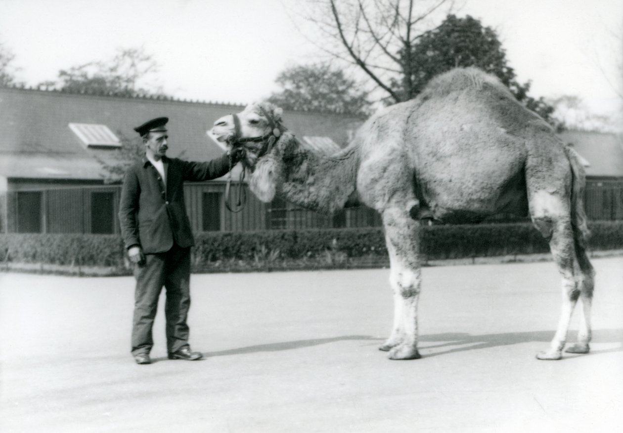 Ein Dromedar oder arabisches Kamel mit dem Pfleger W. Styles im Londoner Zoo, 1923 von Frederick William Bond